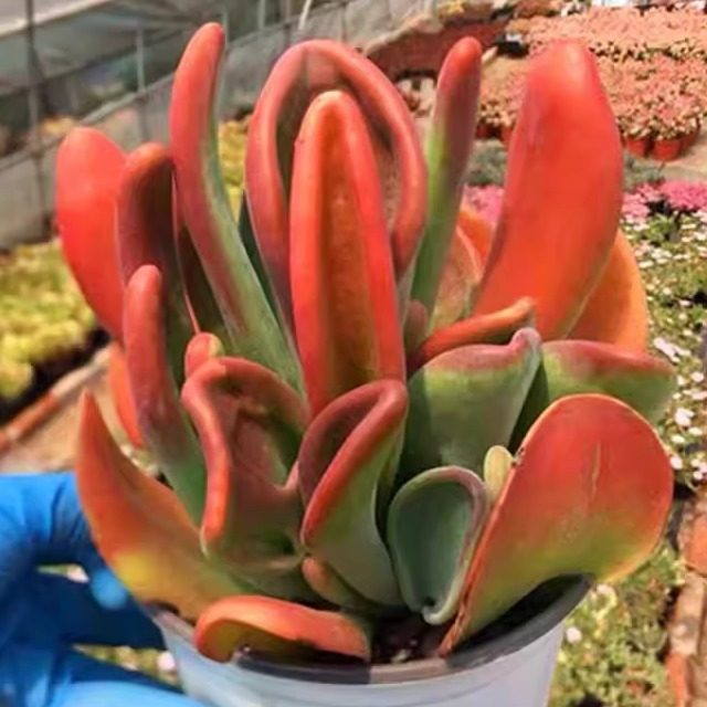 【兔耳朵火狐狸】带原盆原土室内阳台盆栽新手好养云南基地直发,鲜花速递/花卉仿真/绿植园艺,多肉植物,淘宝优惠券,粉丝福利购,淘宝优惠卷