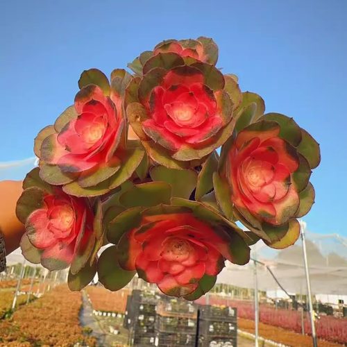 【多头法师锦】带原盆原土室内室外阳台新手好养盆栽云南基地直发