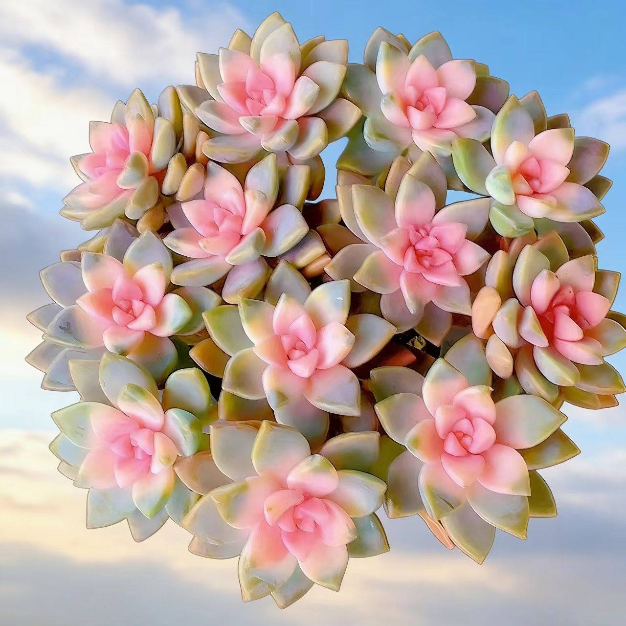 【大盆樱花锦】带原盒原土室内室外四季好养云南基地直发,鲜花速递/花卉仿真/绿植园艺,多肉植物,淘宝优惠券,粉丝福利购,淘宝优惠卷