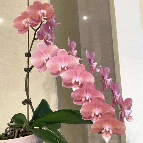 鲑鱼蝴蝶兰3.5寸杯带花箭苗稀有渐变色花卉盆栽正品洋兰包对版