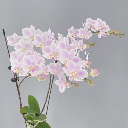 粉色残雪蝴蝶兰3.0寸平杯半成熟苗耐热夏花品种小花型新苗根少