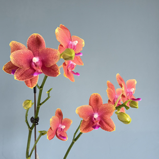 安祖香恋博格利蝴蝶兰3.0寸杯苗日香型带花箭对版洋兰桌面花卉