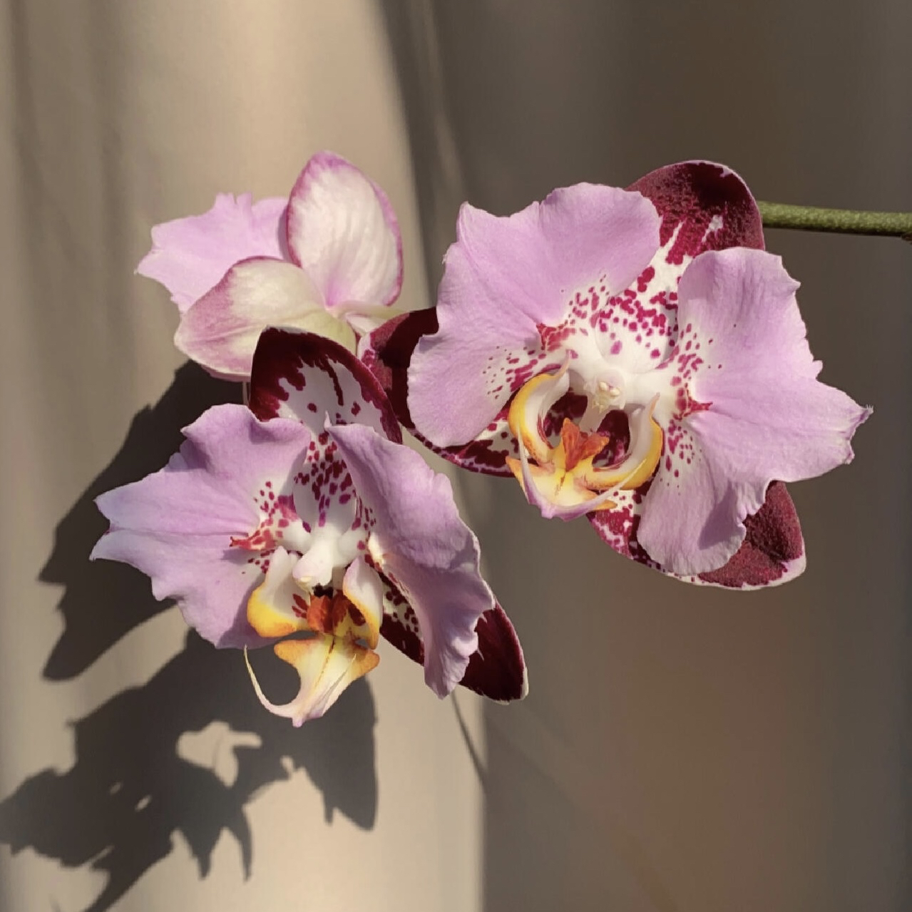 芳美黑钢琴蝴蝶兰2.8寸杯苗带闪边带花箭高端花卉品种对版洋兰