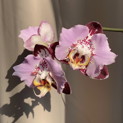 芳美黑钢琴蝴蝶兰2.8寸杯苗带闪边不带花箭高端花卉品种对版洋兰