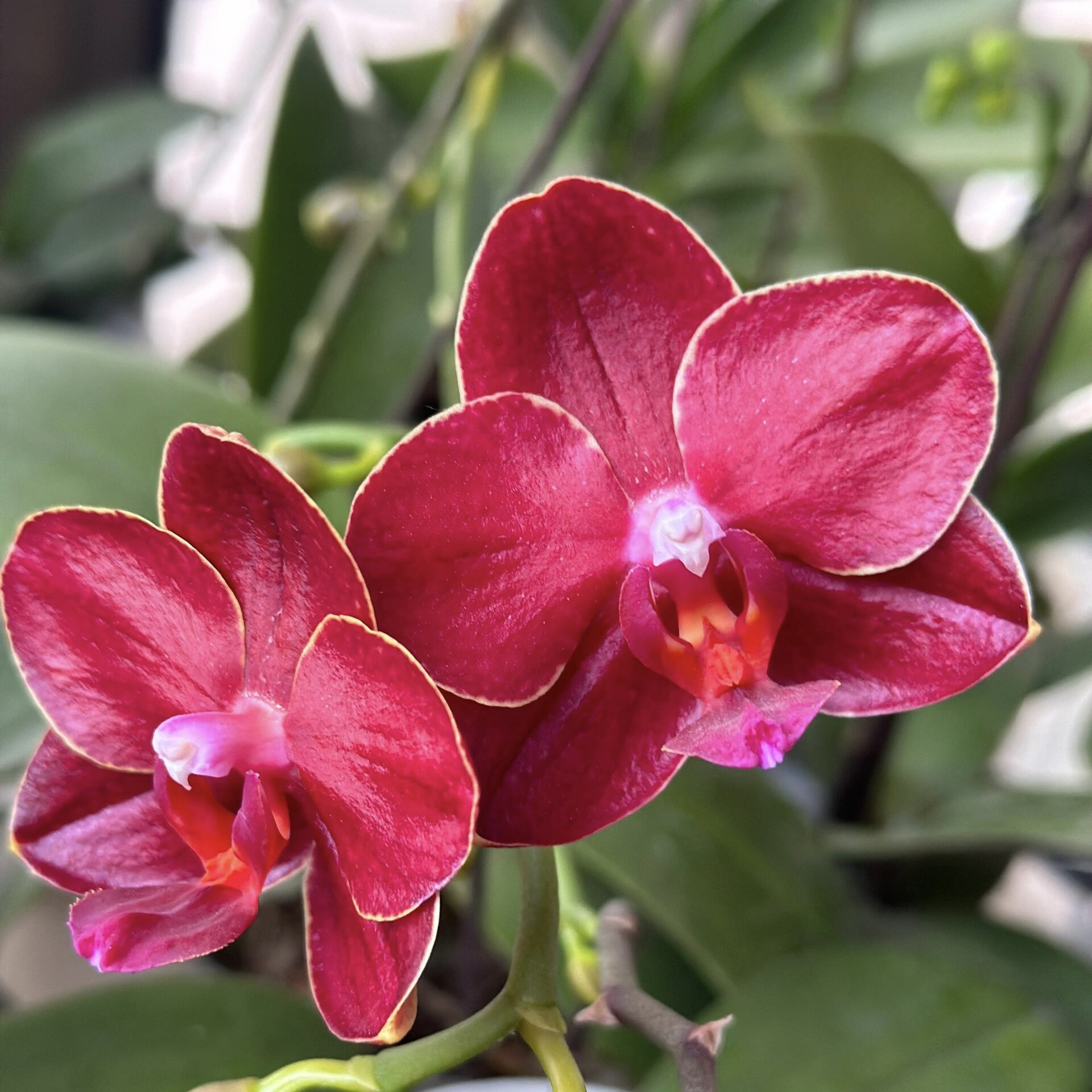 0寸杯成熟蜡质花卉苗不带花箭正品洋兰包对版