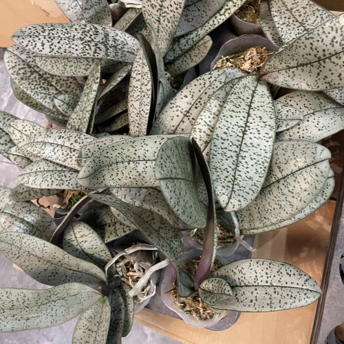 超银西蕾丽M405精品苗对版洋兰花卉