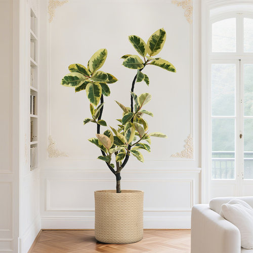 油画橡皮树吉祥如意北欧风绿植