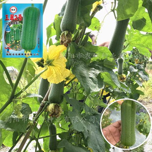 揭美玉翠2号大肉丝瓜种子 杂交早熟长圆筒肉丝瓜籽 丝瓜种子10克