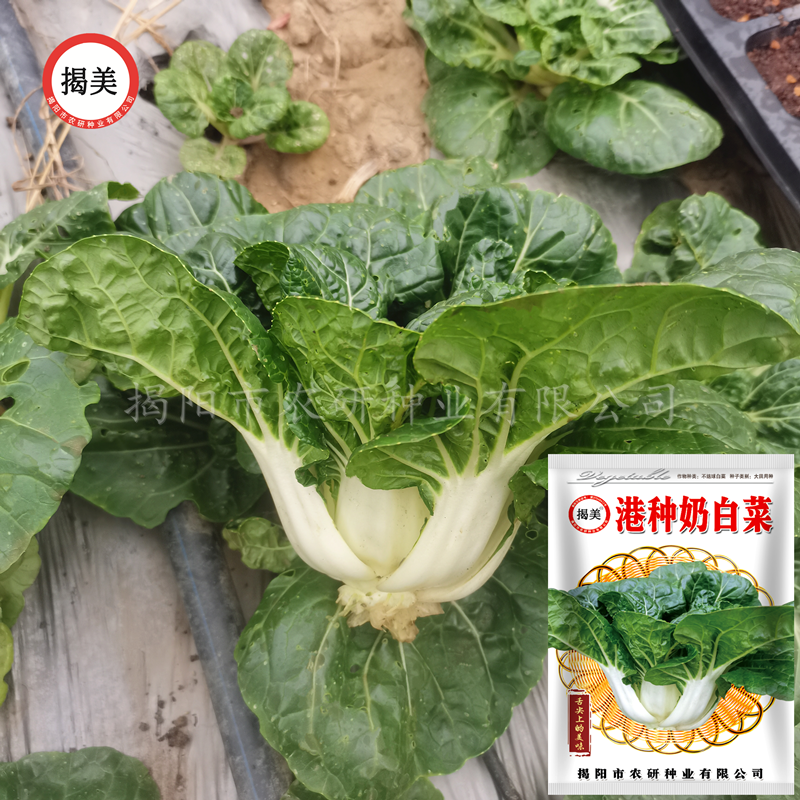 丰农研港种 矮脚奶白菜种子 杂交一代白天使黑叶奶白菜 基地用种