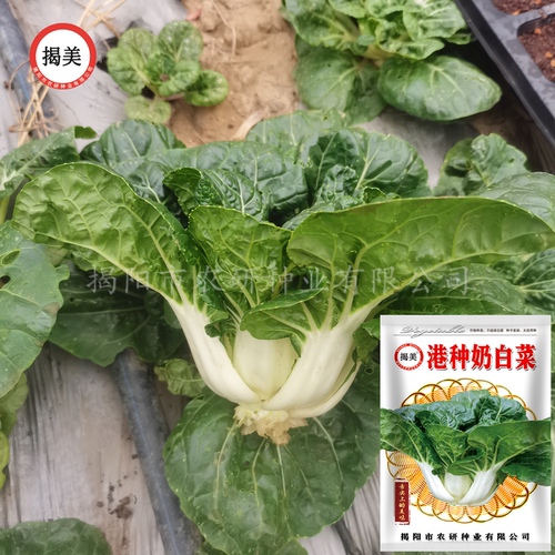 农业丰农研奶白蔬菜种子