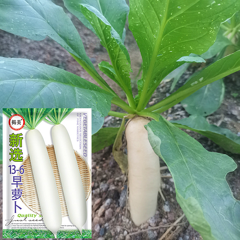 新选13-6早熟萝卜种子 白萝卜蔬菜籽耐热早萝卜 秋季良种萝卜种子 - 实物图