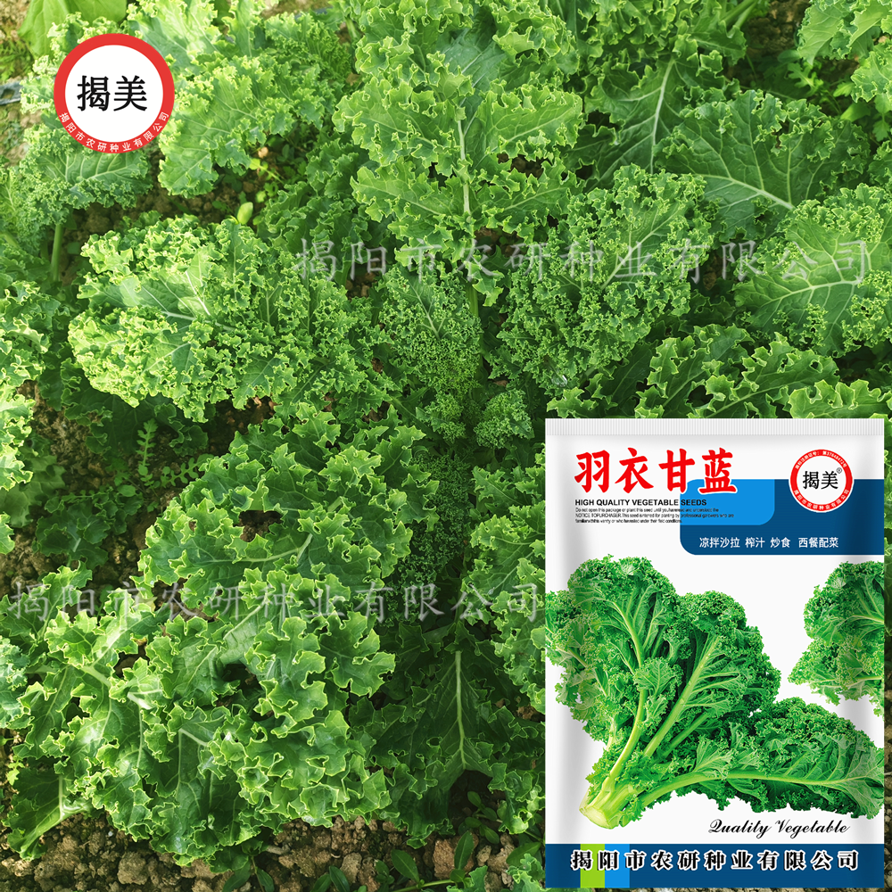 揭美羽衣甘蓝种子 食用皱叶羽衣甘蓝 阳台盆栽易种蔬菜种子200粒,农用物资,蔬菜种子/种苗,淘宝优惠券,粉丝福利购,淘宝优惠卷
