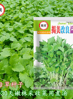 改良食用益母草四季阳台盆栽四季