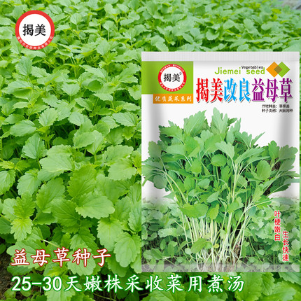 揭美改良食用益母草种子 中草药益母草籽 阳台盆栽四季蔬菜种子