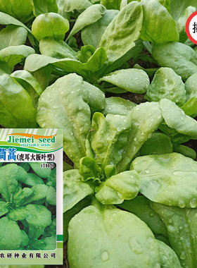 大叶茼蒿种子虎耳大板叶型茼蒿 阳台农田秋播蔬菜种子易种菜籽