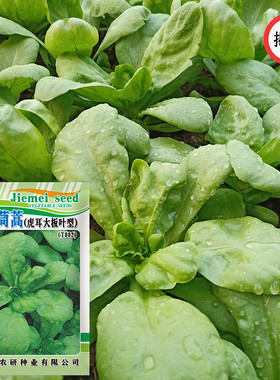 大叶茼蒿种子虎耳叶型秋播