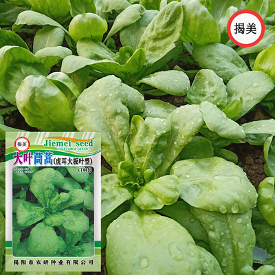 大叶茼蒿种子虎耳叶型秋播