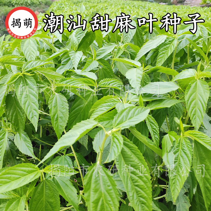 潮汕特色甜麻叶菜种子 正宗白麻叶籽 菜用凉拌青白麻叶 蔬菜种子