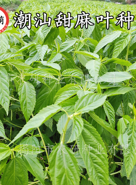 潮汕特色甜麻叶菜种子 正宗白麻叶籽 菜用凉拌青白麻叶 蔬菜种子