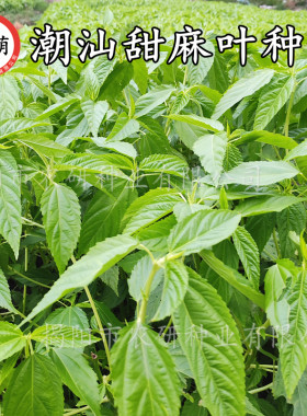 潮汕特色甜麻叶菜种子 正宗白麻叶籽 菜用凉拌青白麻叶 蔬菜种子
