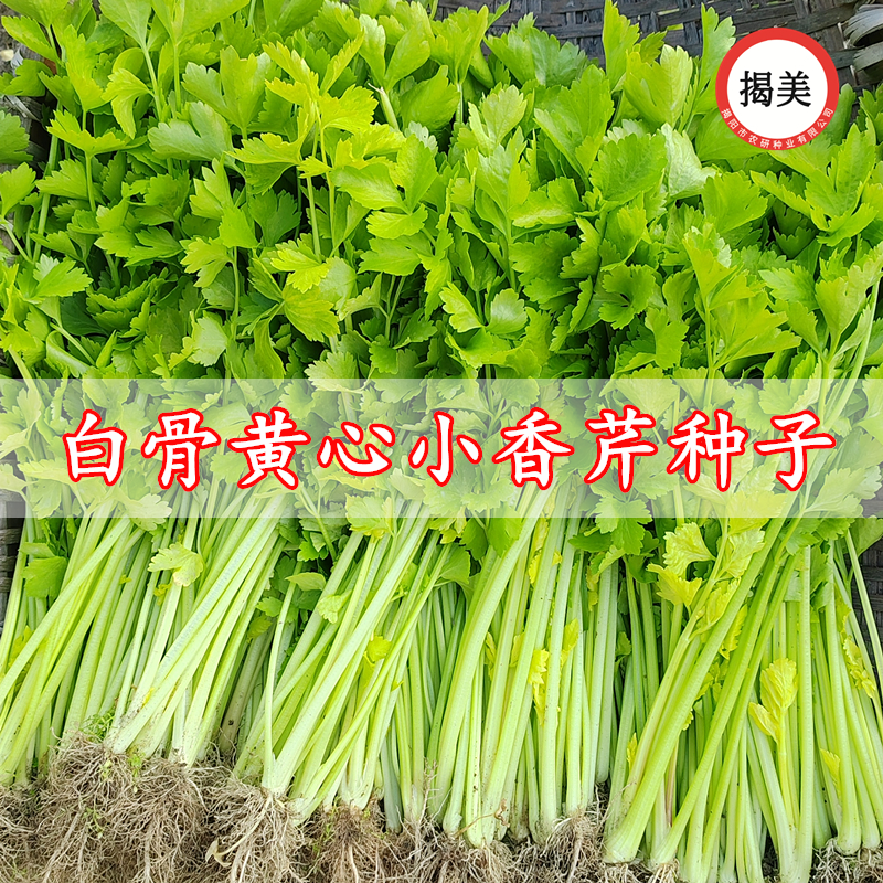 揭美香芹菜种子 白骨黄心芹菜小香芹籽 农业阳台盆栽易种蔬菜种子