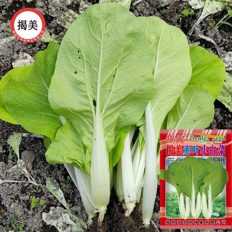 蔬菜种子赤叶小白菜种子