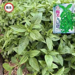 揭美九层塔种子 潮汕金不换可食用香草菜 阳台盆栽蔬菜种子500粒
