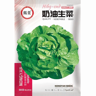 揭美奶油生菜种子  早熟脆嫩鲜食生菜籽 农业盆栽蔬菜种子2000粒