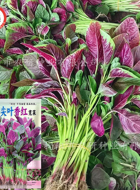 揭美大尖叶香红苋菜种子 高产耐热耐抽苔苋菜 红汉菜蔬菜种子