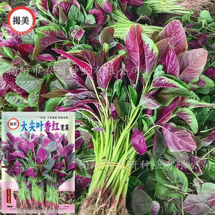 揭美大尖叶香红苋菜种子 高产耐热耐抽苔苋菜 红汉菜蔬菜种子