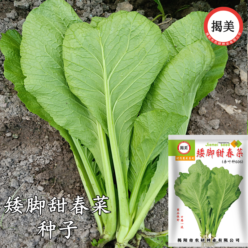 潮汕揭阳矮脚甜春菜种子 老品种春芥菜种子 菜籽蔬菜种子四季春菜