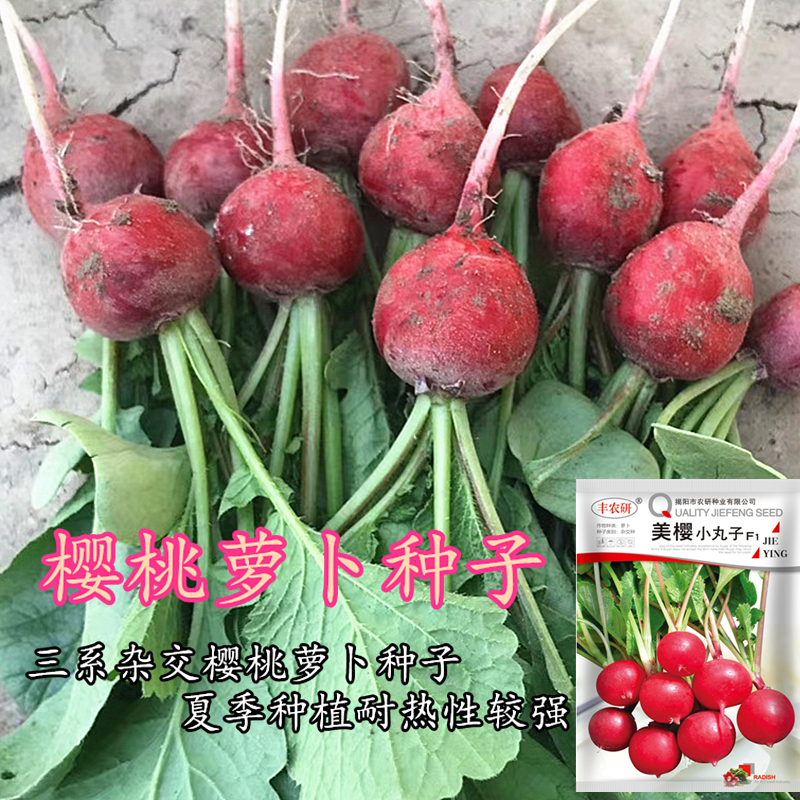 三系杂交F1樱桃萝卜种子