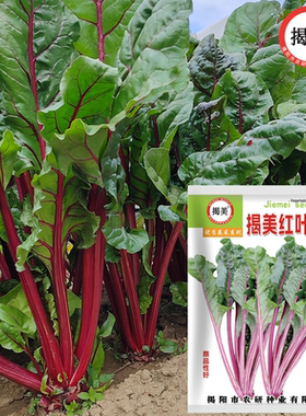 揭美红叶甜菜种子  叶用甜菜 红根牛皮菜籽 特色蔬菜种子10克