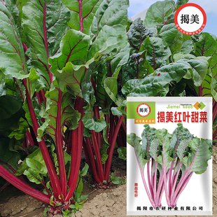 揭美红叶甜菜种子  叶用甜菜 红根牛皮菜籽 特色蔬菜种子10克
