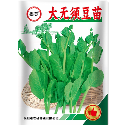 大无须豆苗种子专吃苗叶