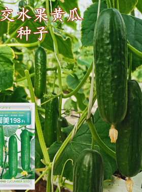 荷美198杂交水果黄瓜种子50粒 强雌性高产水果黄瓜 阳台园艺盆栽