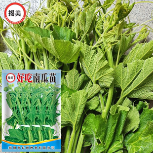 揭美南瓜苗种子 好吃脆嫩南瓜苗籽 专吃南瓜藤茎嫩叶蔬菜种子20克