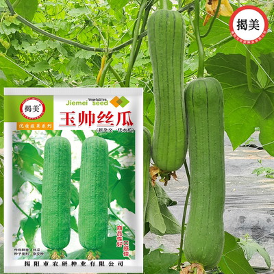 揭美杂交早熟大肉丝瓜水瓜种子