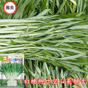 20克500克白梗柳叶空心菜种子 白骨通心菜雍菜籽阳台田园易种蔬菜