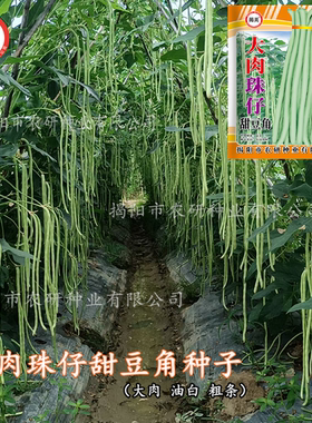 农家200克珠仔豆角种子粗条大肉
