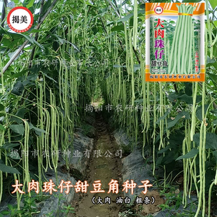 20克200克大肉珠仔豆角种子 油白粗条豇豆甜豆角 阳台农家蔬菜籽