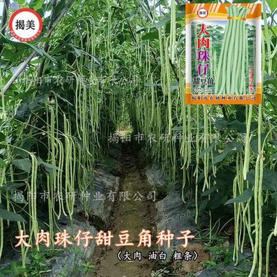 农家200克珠仔豆角种子粗条大肉