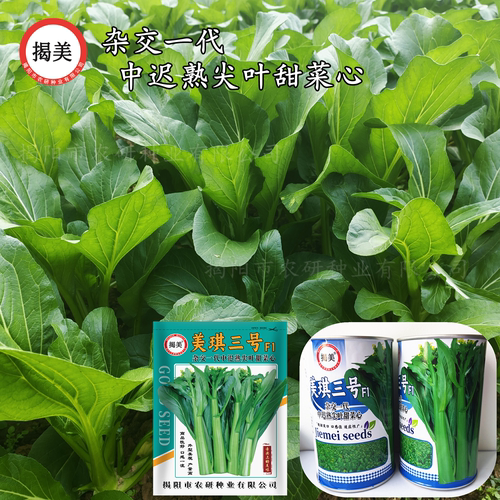 美琪三号 杂交中迟熟尖叶甜菜心种子 甜脆无渣油青菜心蔬菜籽10克