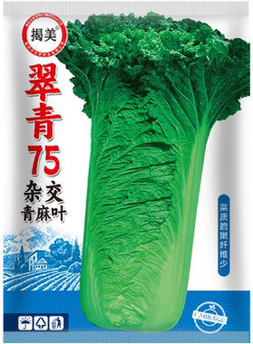 揭美杂交天津青大青麻叶种子 直筒型大白菜籽 秋季天津青蔬菜种子