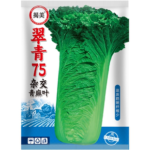 揭美杂交天津青大青麻叶种子 直筒型大白菜籽 秋季天津青蔬菜种子