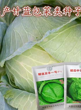 中甘圆甘蓝京丰扁甘蓝种子
