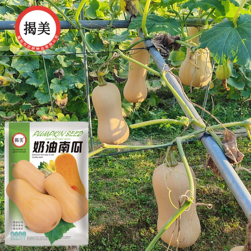 揭美奶油南瓜种子粉甜型南瓜