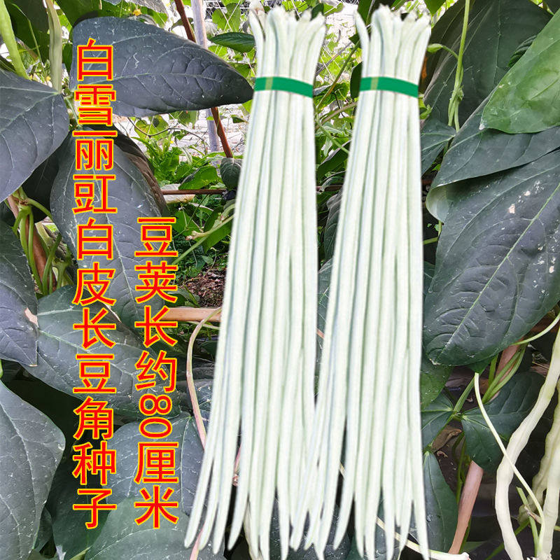 揭丰白雪丽豇长豆角种子 高产纯白豆角籽 春秋播种豇豆蔬菜种子