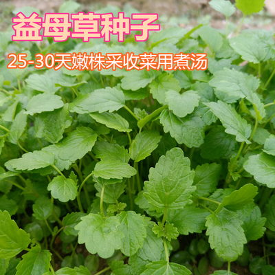 种子益母草食用阳台菜菜爆款种子