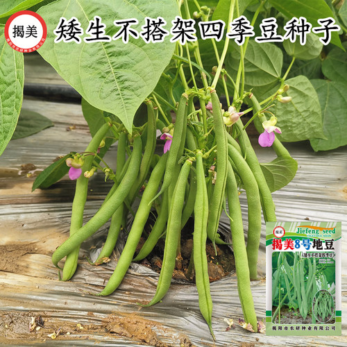 揭丰春秋播种矮生不搭架易种